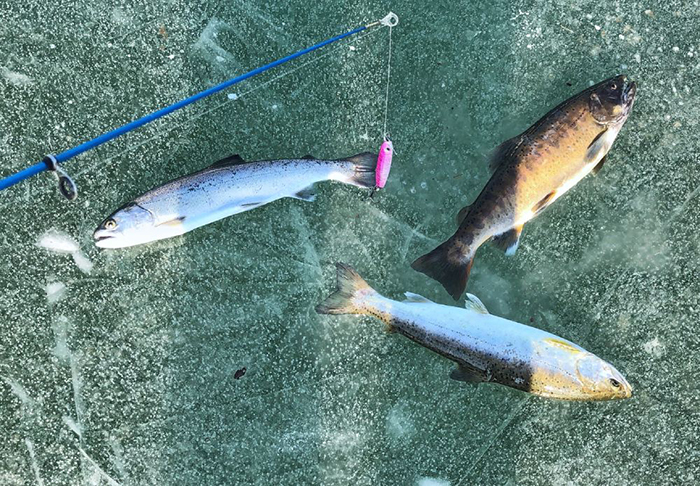  
Each participant is allowed to catch up to three trout. 
